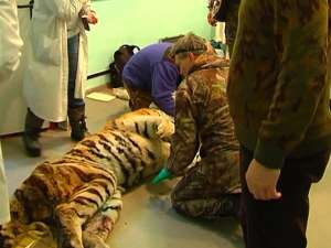 Раненый тигр. Фото: http://vesti.ru
