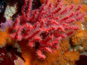 Новый вид кораллов, Psammogorgia hookeri, был собран аквалангистами со скальных выступов на глубинах до 25 метров в национальном заповеднике Паракас в Перу. (Фото: Юрий Хукер)