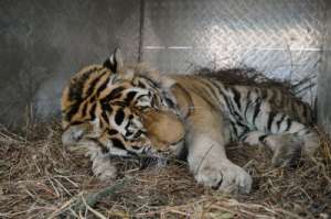 Раненый тигр. Фото: http://www.ampravda.ru/