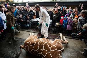 Убийство жирафа. Фото: http://www.interfax.ru/