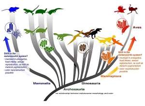 Содержащие меланин клеточные органеллы пушистых динозавров, таких как T. rex или синозавроптерикс, похожи на таковые других амниотов — ящериц и крокодилов, то есть разнообразие форм меланосом ограничено и не позволяет реконструировать расцветку. Резкое увеличение разнообразия меланосом у оперённых динозавров, напротив, указывает, возможно, на резкие физиологические изменения. (Изображение авторов работы.)