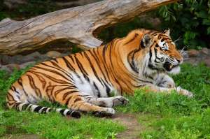 Амурский тигр. Фото: http://www.la-star.ru