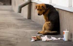 Бездомные животные. Фото: http://animal.ru