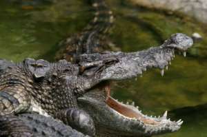 Крокодилы (стоковое изображение). (Фото: © aarstudio / Fotolia)
