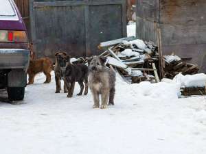Однако, судя по сообщениям зоозащитников, безжалостное истребление бродячих собак в российских городах продолжается. Фото: Moscow-Live.ru