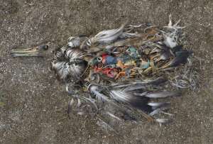  Выброшенная на австралийский берег птица погибла в куче отходов, плававших по океану ©Chris Jordan/Greenpeace