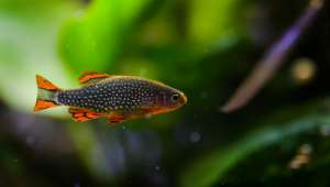 Учёные обнаружили, что некоторые животные, например, рыбки данио, способны производить химические вещества, защищающие от ультрафиолета (фото Daniel Larsson/Flickr).