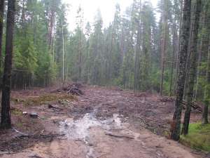 Загрязнение участка Рощинского лесничества стоками