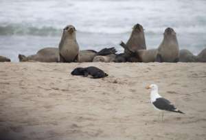  Доминиканские чайки нападают на маленьких тюленей, когда взрослые особи уходят на охоту ©yahoo.com