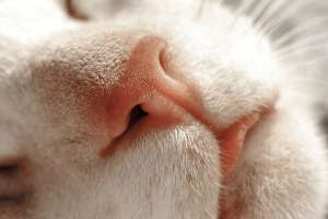 Нос кошки. Фото: wikimedia.org