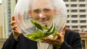   Dolomedes briangreenei – недавно открытый учёными вид паука, названный в честь популяризатора науки физика-теоретика Брайана Грина (фото World Science Festival).