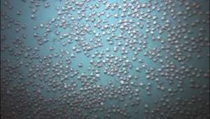 Учёные не сразу поверили в увиденное и сначала даже приняли &quot;стаю&quot; крабов за биогенные породы морского дна. Фото WHOI.