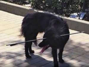 В Пекине защитники животных в четверг, 19 мая, спасли бездомную черную собаку, бродившую с 70-сантиметровой стрелой в голове по &quot;Зоне искусств 798&quot; на северо-востоке города. Фото: youtube.com
