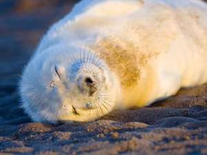 Федеральные власти обратились к отдыхающим на пляжах Новой Англии, США, с просьбой отказаться от селфи с морскими котиками ради безопасности животных. Фото: Global Look Press