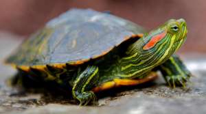 Красноухая черепаха. Фото: http://vseprosto.com