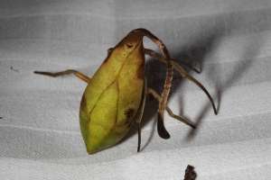 Уникальный вид пауков спереди неотличим от палого бурого листа, а сзади – от живого и полного сил. Обнаруженный в Китае всего в одном экземпляре вид пока не удается классифицировать.