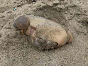 Прогуливавшийся по пляжу в Калифорнии пользователь Reddit сфотографировал странное скользкое существо, обваленное в песке и, судя по всему, давно неживое.