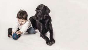 Генетики выяснили, почему собаки такие дружелюбные. Фото Global Look Press.