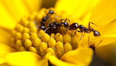 Многие виды муравьёв используют для защиты довольно мощные противомикробные агенты. Фото Clint Penick.