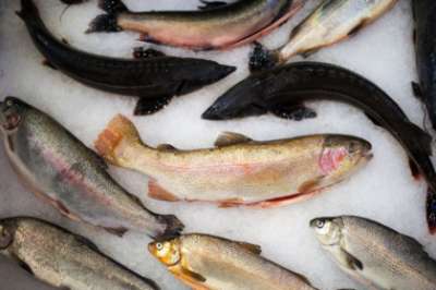 Из-за миграции рыбы на север, в более прохладные воды, некоторых ее видов все меньше в Восточной Европе. Фото: Евгений Биятов / РИА Новости