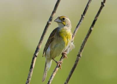 Американская спиза (Spiza americana) — певчая птица из семейства кардиналовых (Cardinalidae). JanetandPhil / flickr
