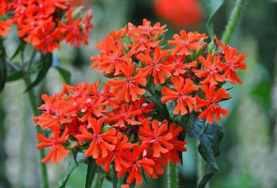 Лихнис – красиво цветущее многолетнее растение семейства Гвоздичные. Фото zakupator.com