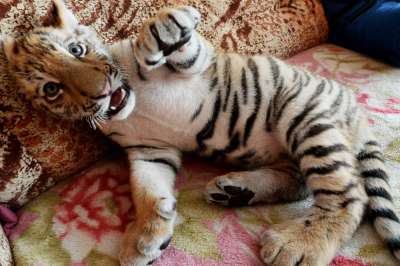 Тигр не &quot;диванное&quot; животное, его можно содержать, но не дома. Фото: РИА Новости