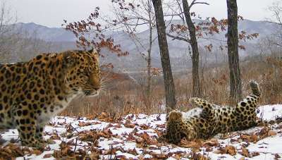 © пресс-служба ФГБУ «Земля леопарда»