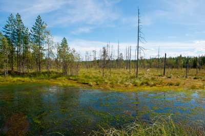 Большие болотные массивы смягчают климат во многих регионах России. Фото: РИА Новости www.ria.ru