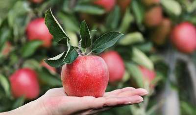 Качество сортового яблока во многом зависит от его вкуса: в первую очередь от соотношения сахаров и кислот в его составе. 