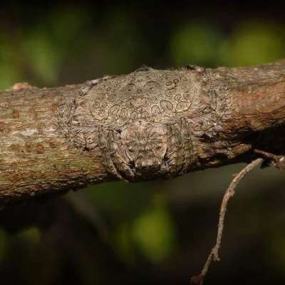 Рисунок на теле паука повторяет древесный узор.
