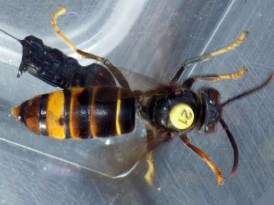 «Жучки», привязанные к насекомым, указали на их логова / Фото: Питер Кеннеди