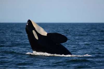 Фото: Center For Whale Research / whaleresearch.com