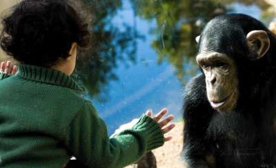 Наблюдения за детьми одного-двух лет показали, что их язык жестов почти полностью совпадает с жестами, которые используют обезьяны — всех возрастов.