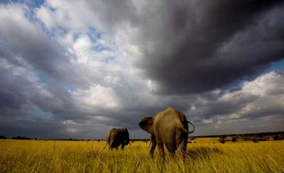 На сегодняшний день, например, африканские слоны находятся в шаге от вымирания (Фото: daypic.ru)