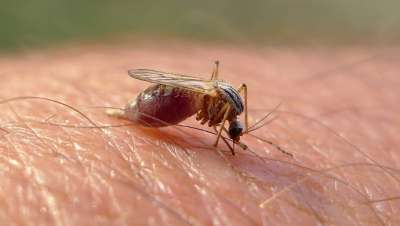 Самка комара © CC BY 2.0 / John Tann