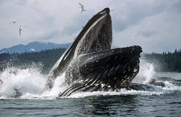 Дружба с китами