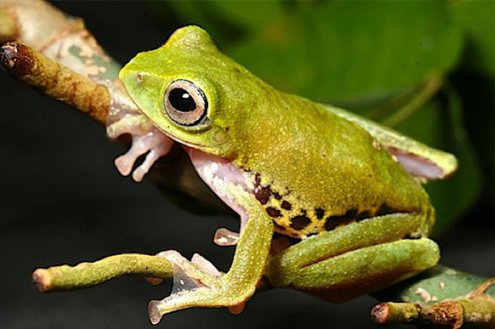 Новые виды животного и растительного мира острова Борнео