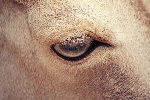 Глаза животных в зоопарке