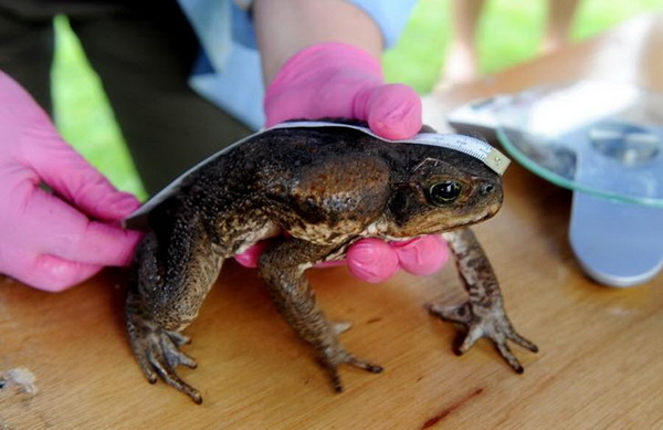 День отлова ядовитых тростниковых жаб в Австралии