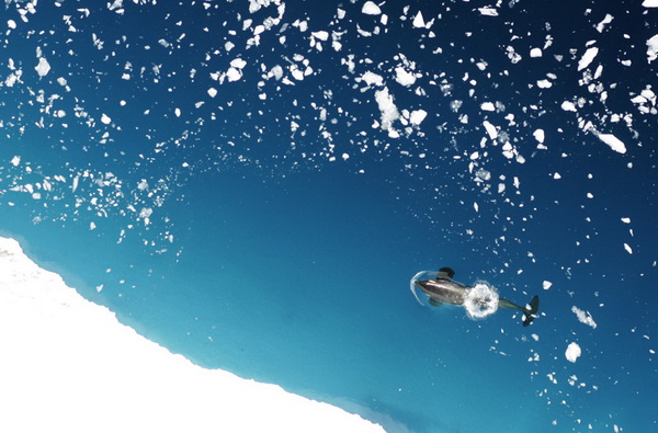 Антарктика в фотографиях
