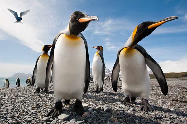 Фото пингвинов от Ника Гарбутта