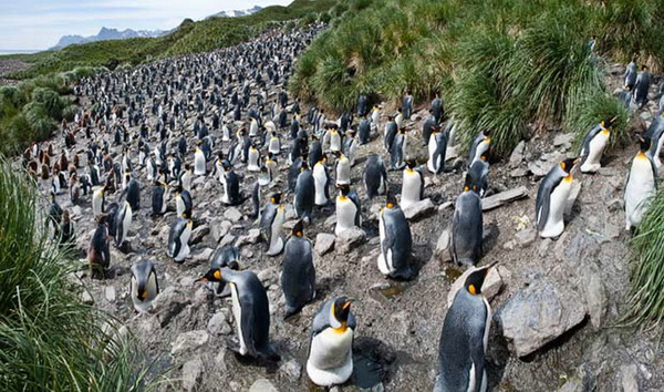 Фото пингвинов от Ника Гарбутта