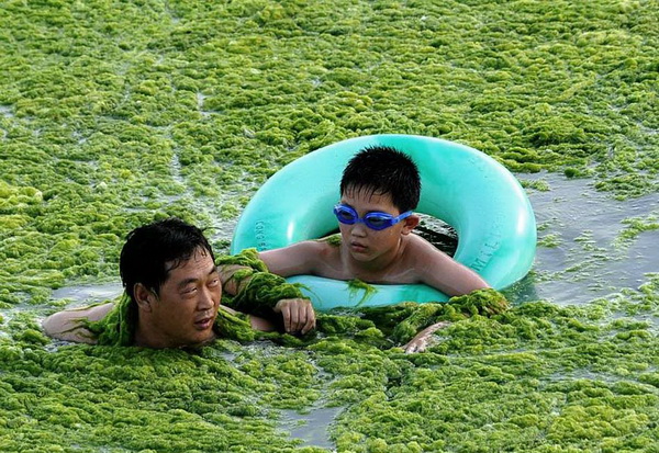 Нашествие водорослей на берега Китая