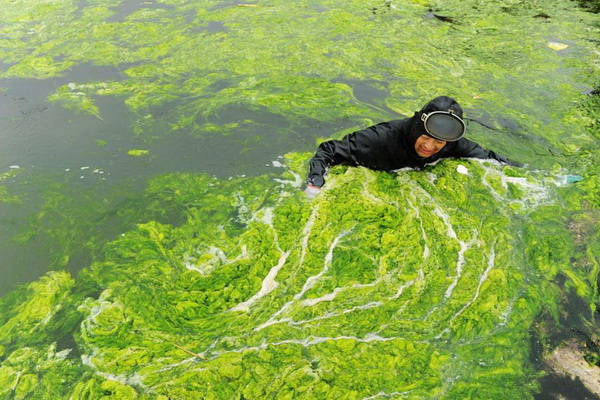 Нашествие водорослей на берега Китая