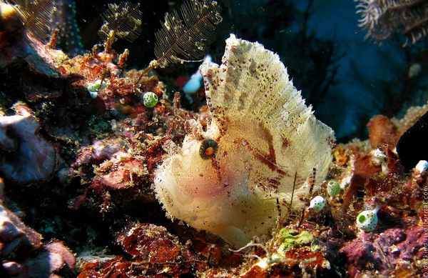 Подводный зоопарк удивительных существ в Индонезии