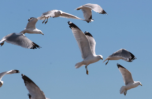 Наблюдение за чайками и бакланами на берегах озера Онтарио