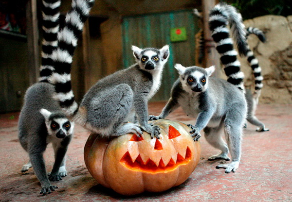 Хэллоуин в мире животных