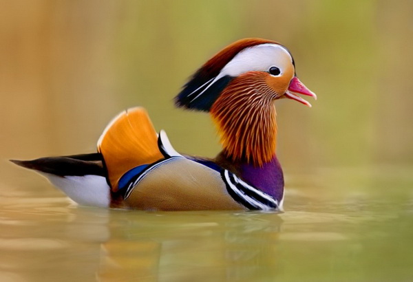 Десять самых красивых птиц в мире