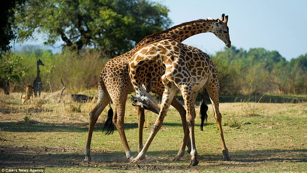 Жирафье танго
